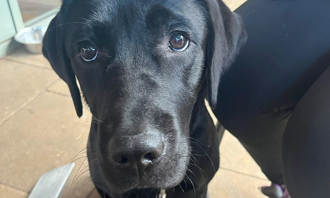 Black Labrador looking directly at camera