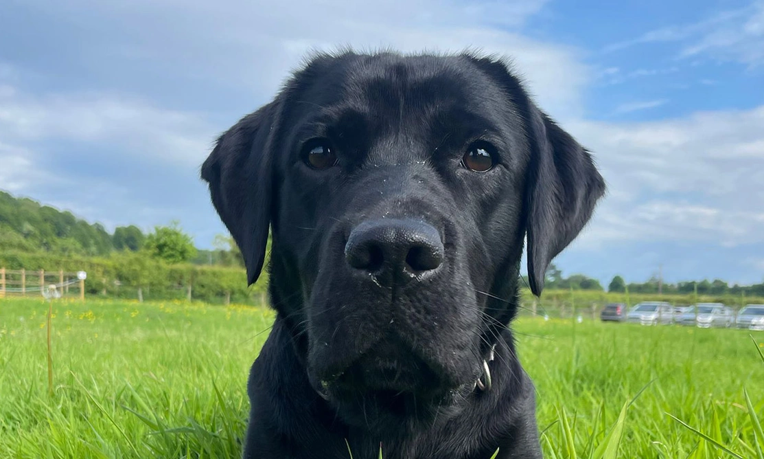 Black Labrador on grass