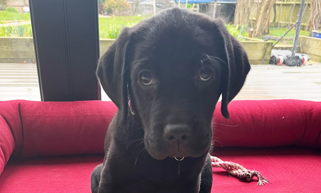 Black Labrador puppy sitting in bed looking directly at camera