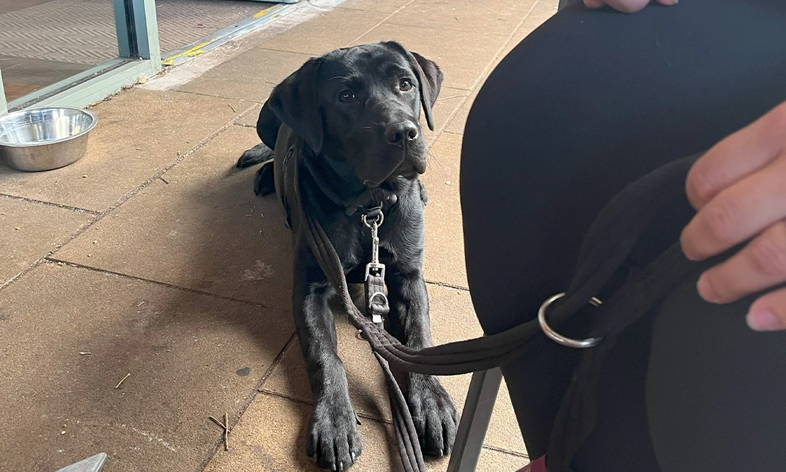 Black Labrador settling on floor