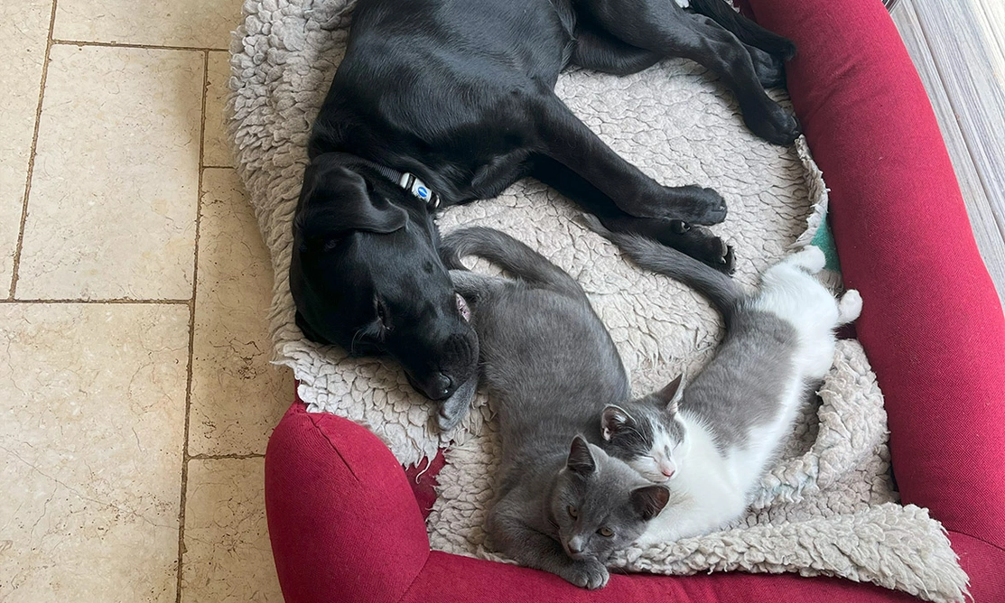 Black Labrador sleeping in bed with 2 cats