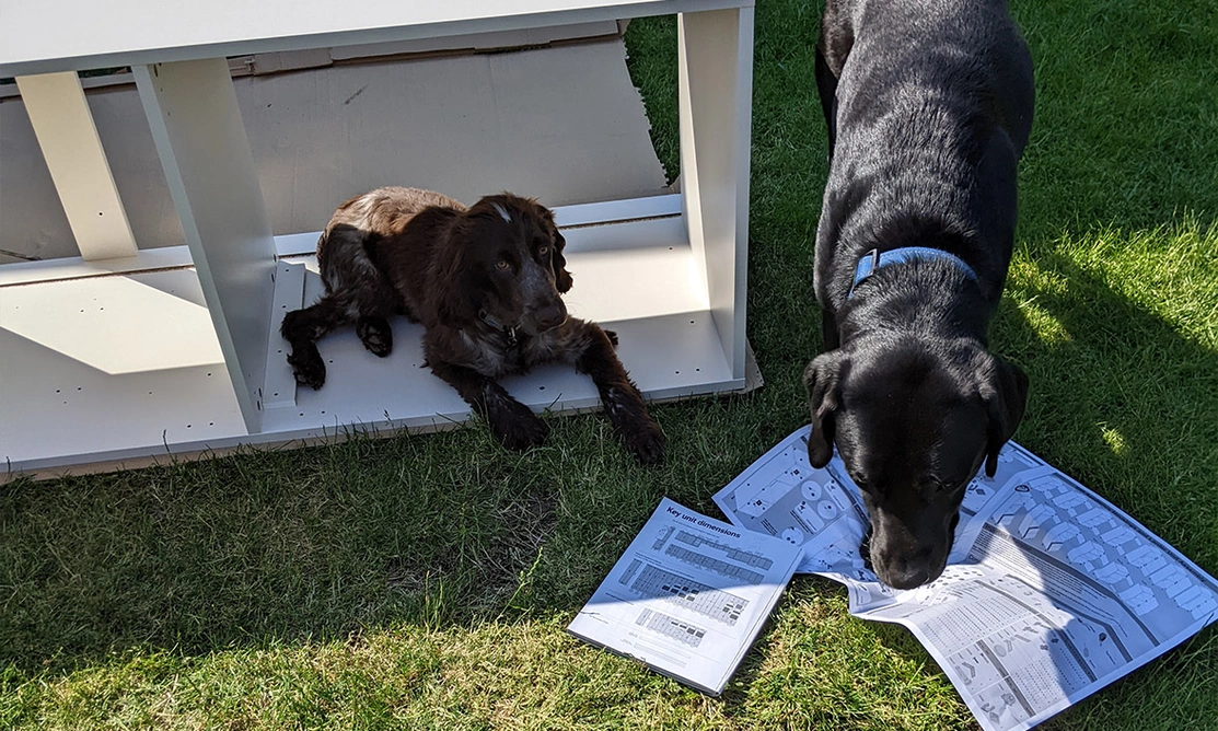 Chocolate roan spaniel and black Labrador looking at instructions