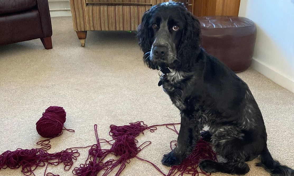 Blue roan spaniel loo