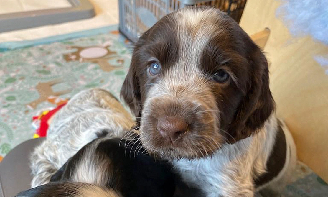 Chocolate roan puppy