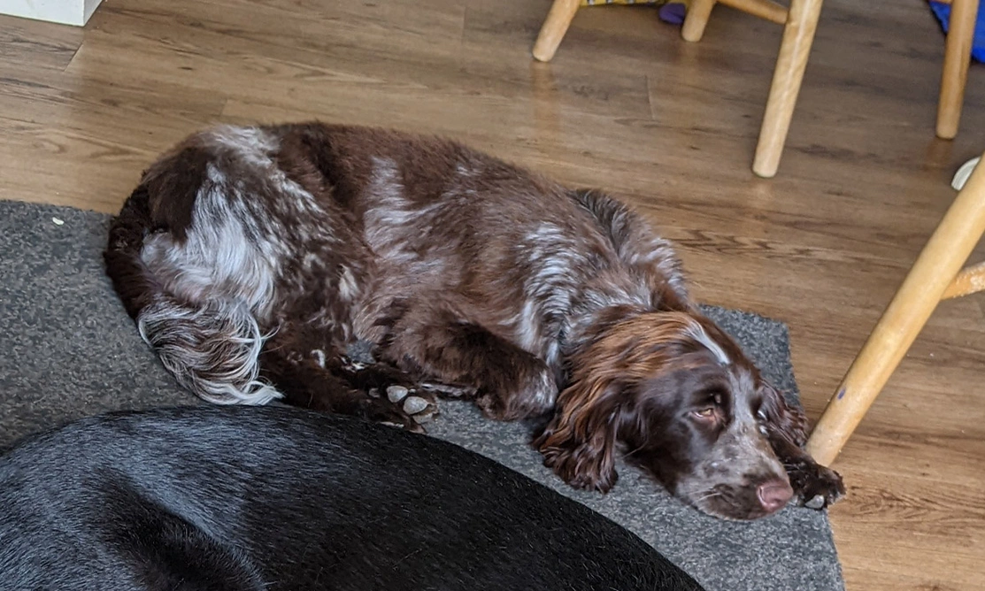Chocolate roan spaniel sleeping