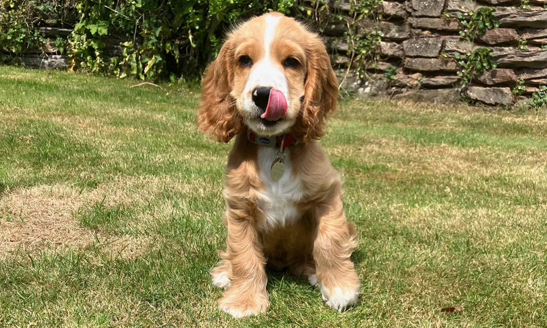 Orange roan spaniel sitting on the grass with tongue sticking out