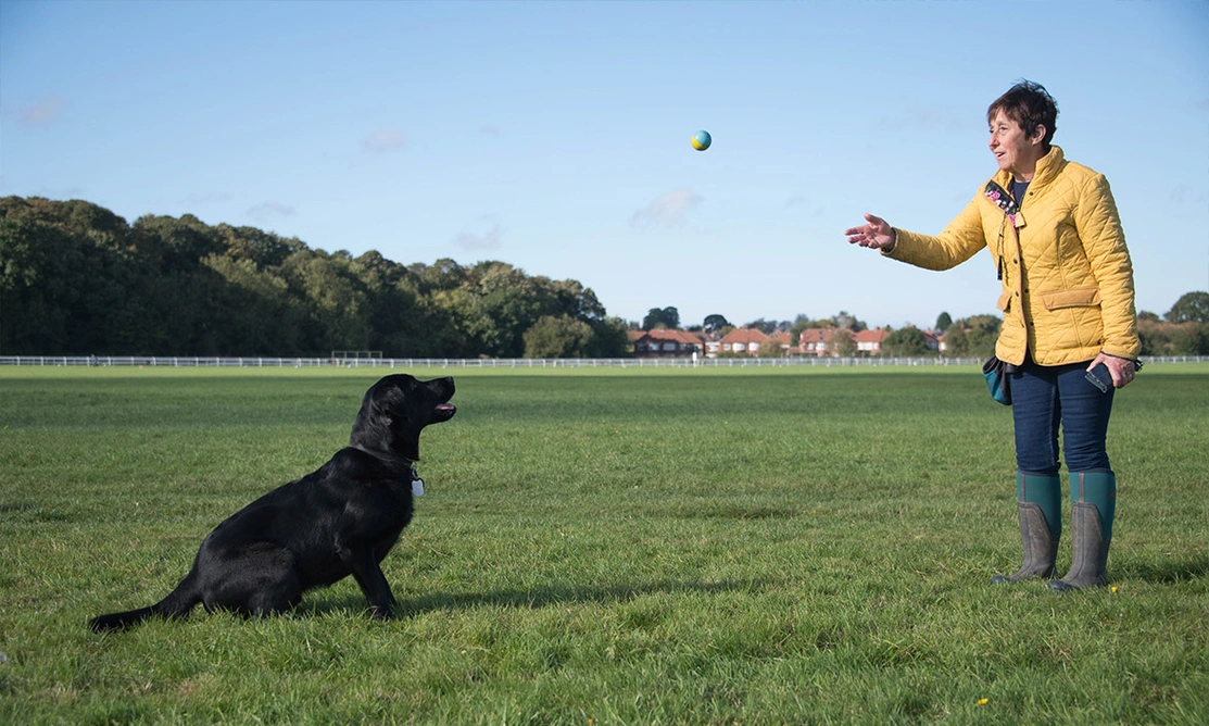 Black Labrador playing catch with lady in yellow jacket