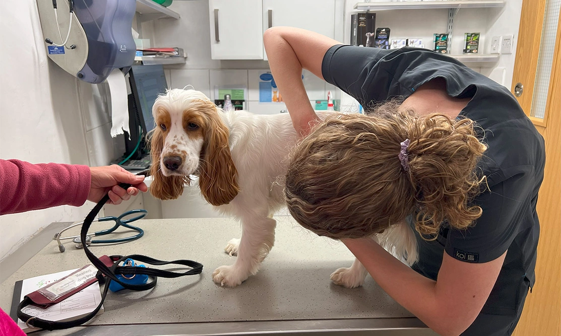 Orange roan spaniel being checked over at the vets