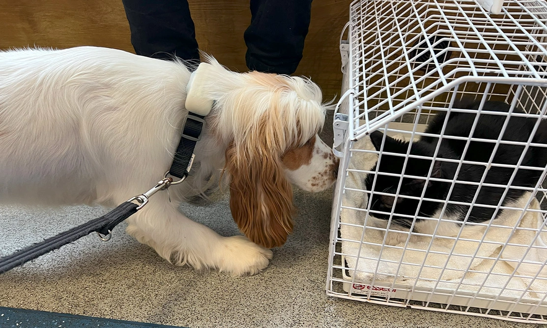 Orange roan spaniel meeting cat