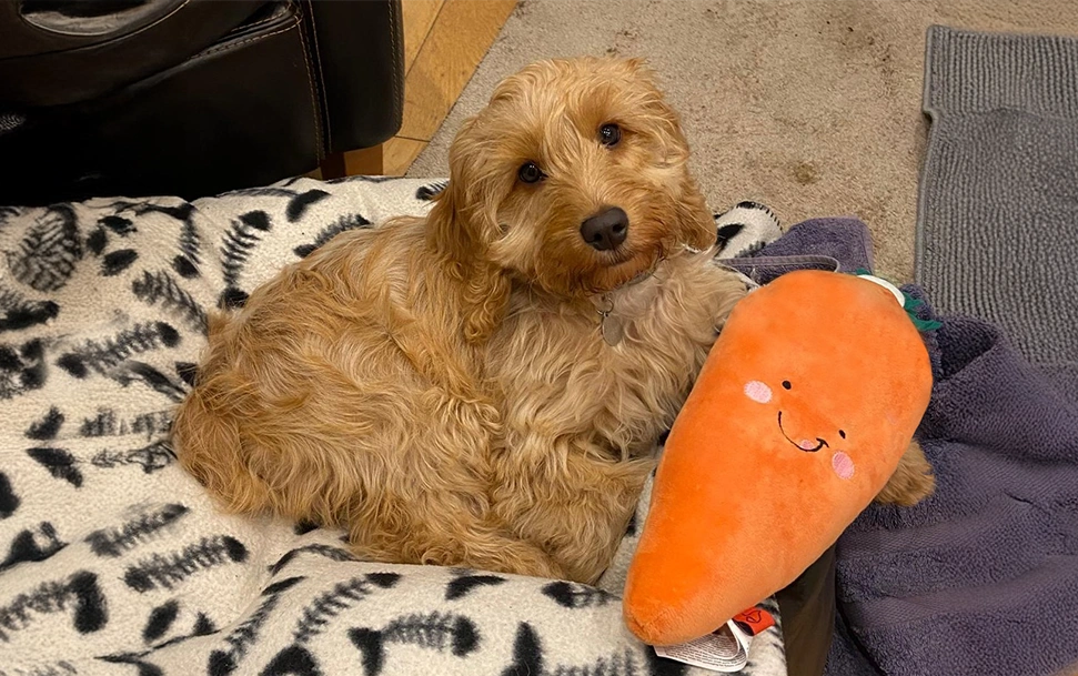 Golden Cockapoo with carrot toy