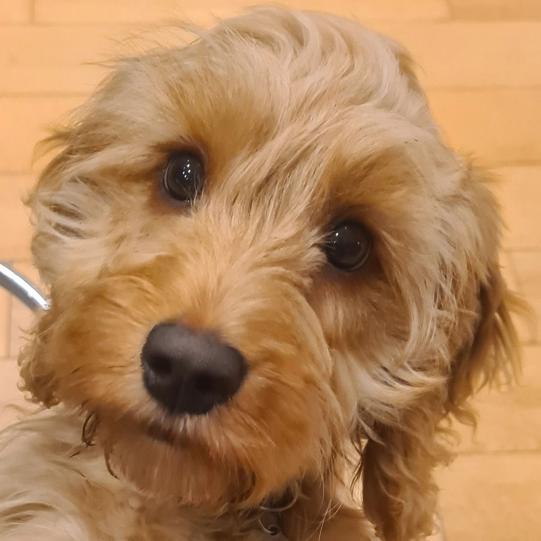 Golden Cockapoo looking directly at camera