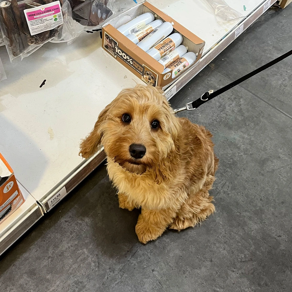 Golden Cockapoo sitting in shop