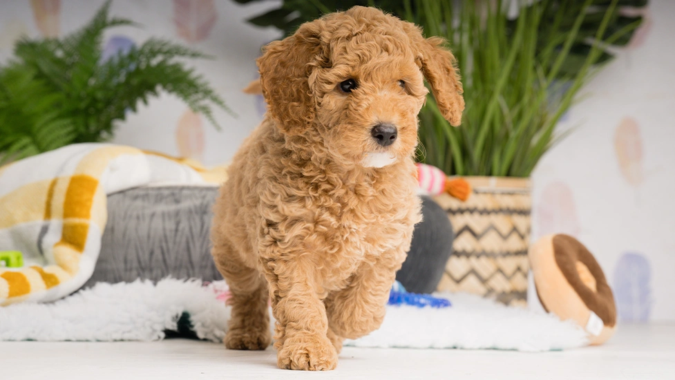 Red Miniature Poodle walking in front of homely background