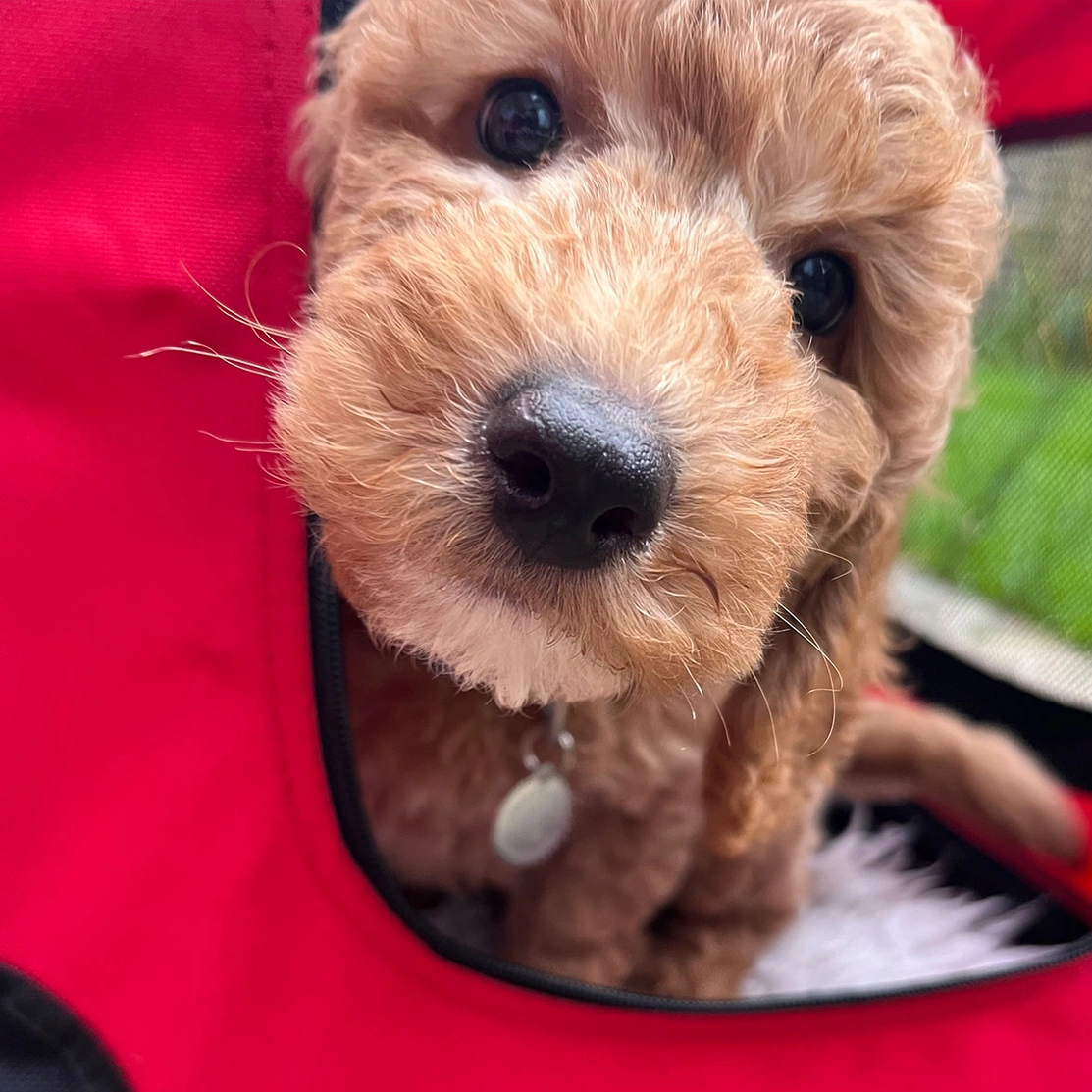 Red Miniature poodle puppy peeking out of carrier