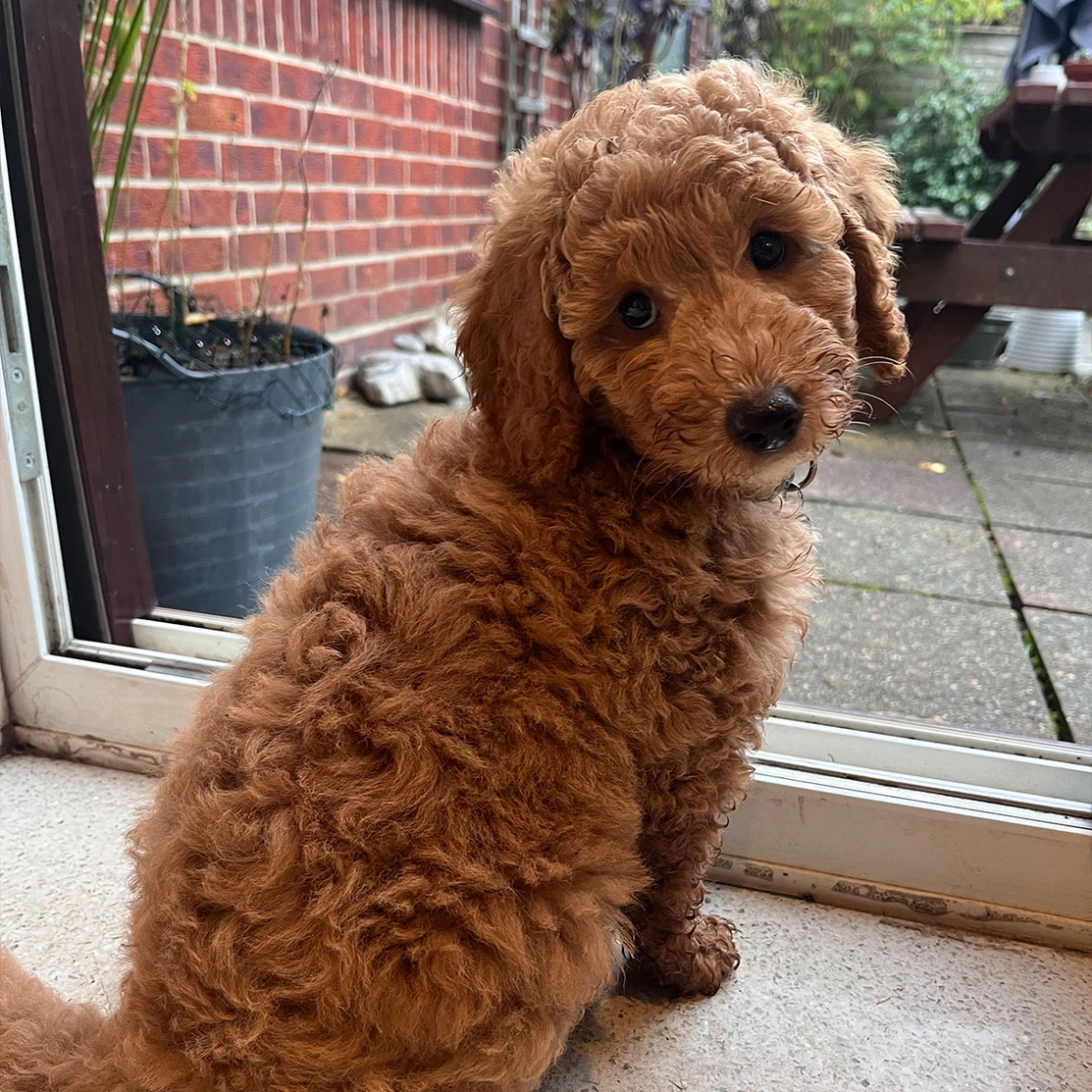Red Miniature poodle sitting by back door