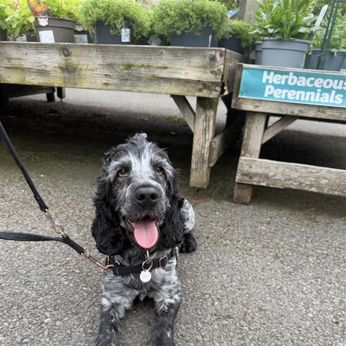 Blue roan spaniel laying down at garden centre