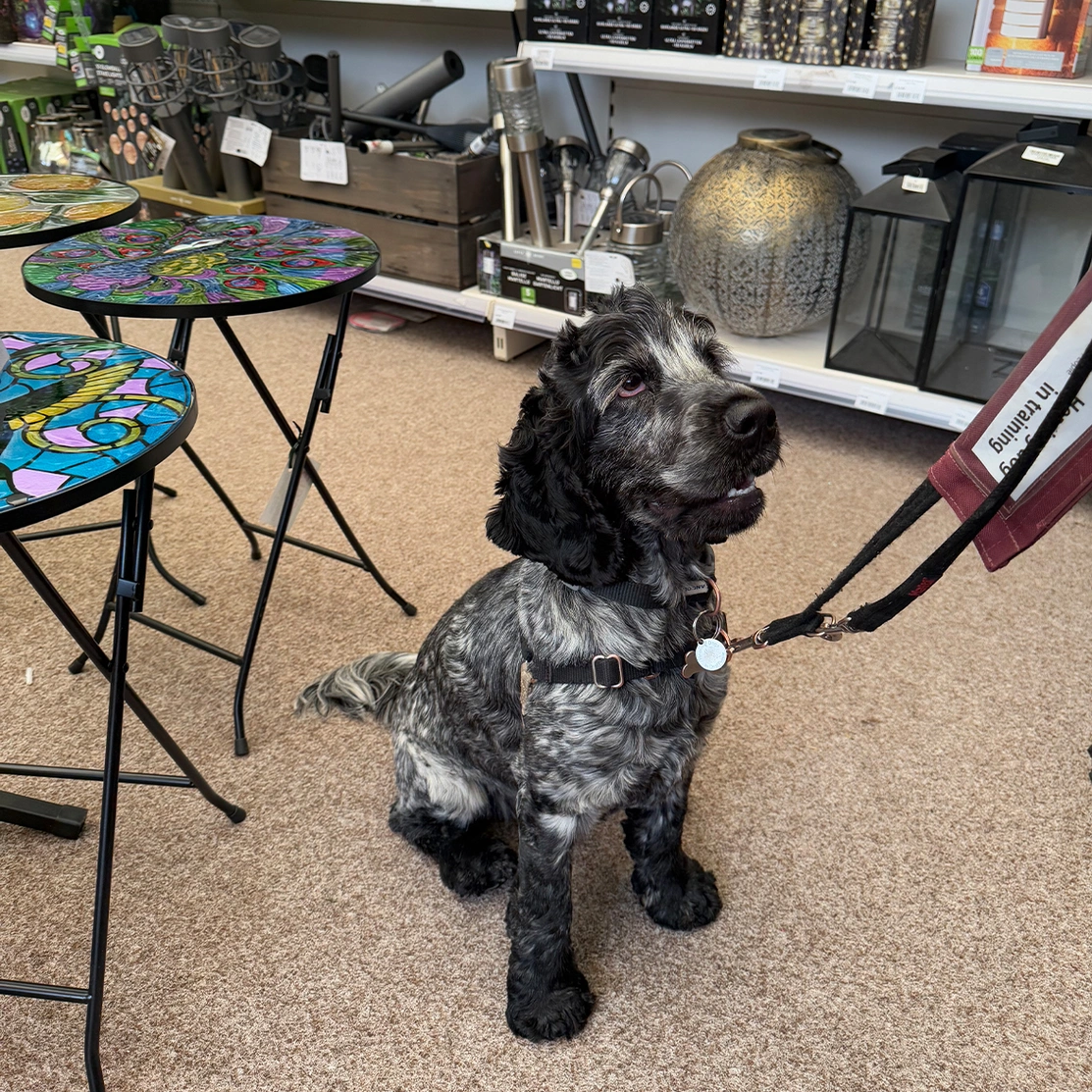 Blue roan spaniel sitting in garden centre