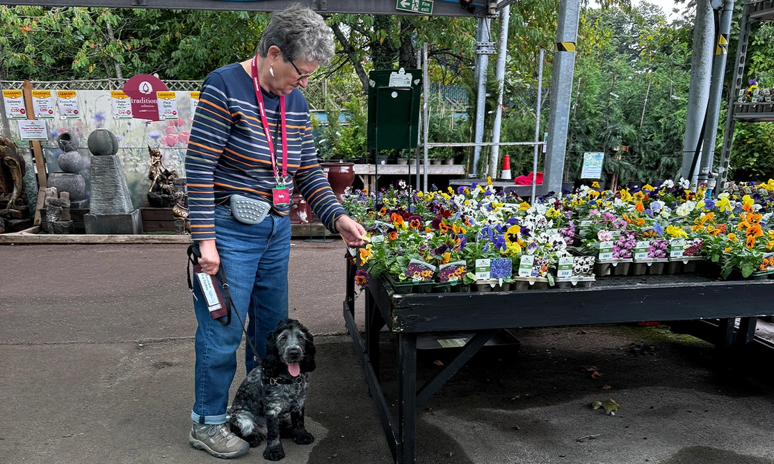 Lady looking at flowers at garden centre, with blue roan spaniel sitting at her feet