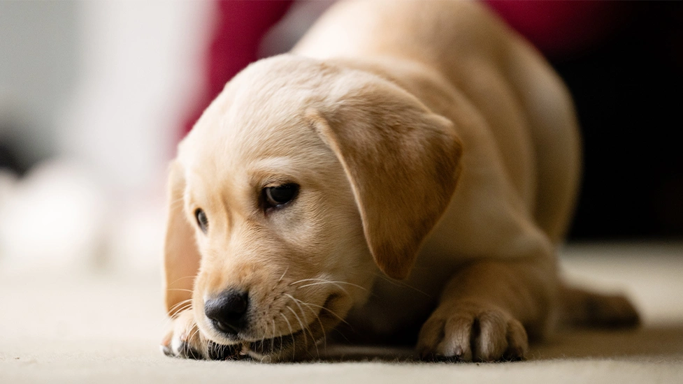 Yellow Labrador puppy with chew toy