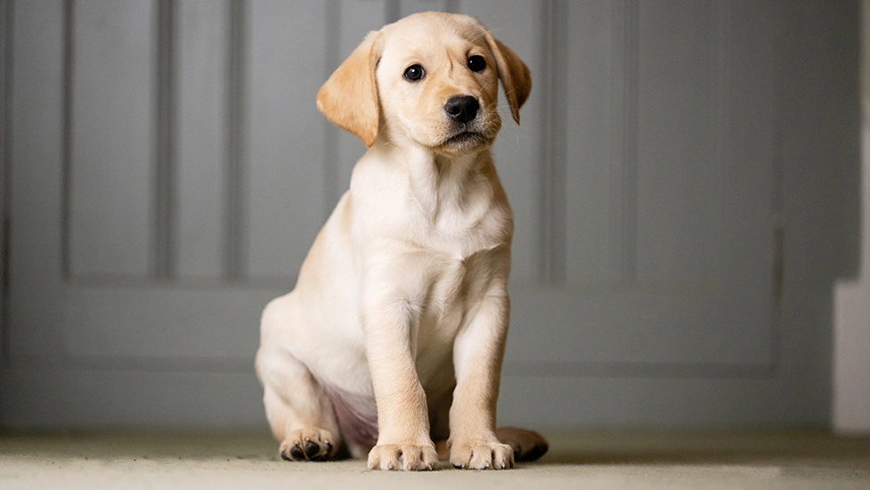 Yellow Labrador puppy sitting indoors