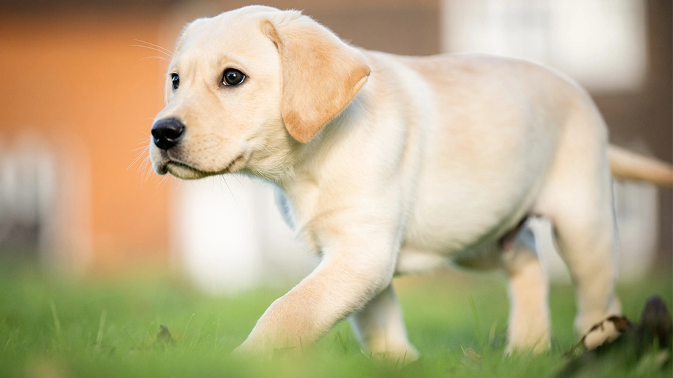 Yellow Labrador puppy walking in grass