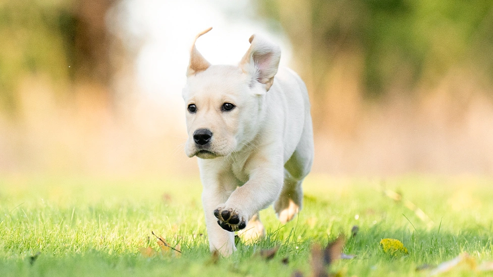 Yellow Labrador puppy running in grass