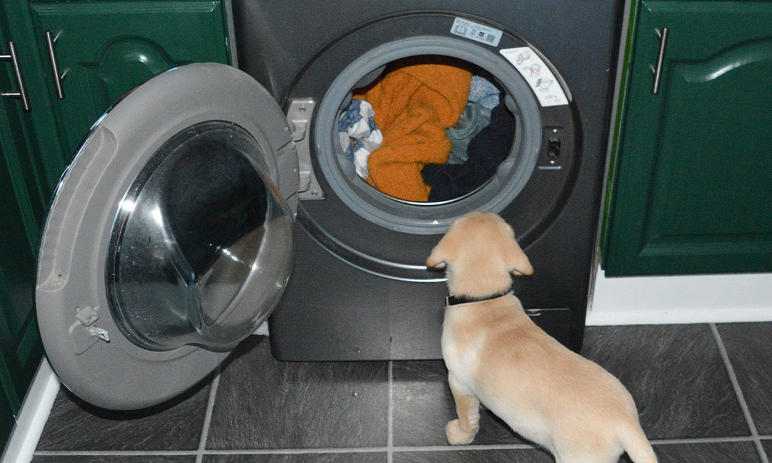 Yellow Labrador puppy looking into washing machine