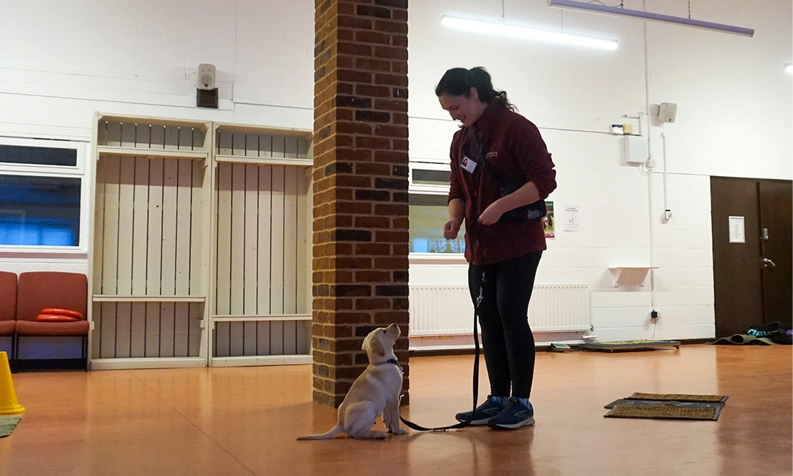 Yellow Labrador puppy sitting at puppy class with trainer