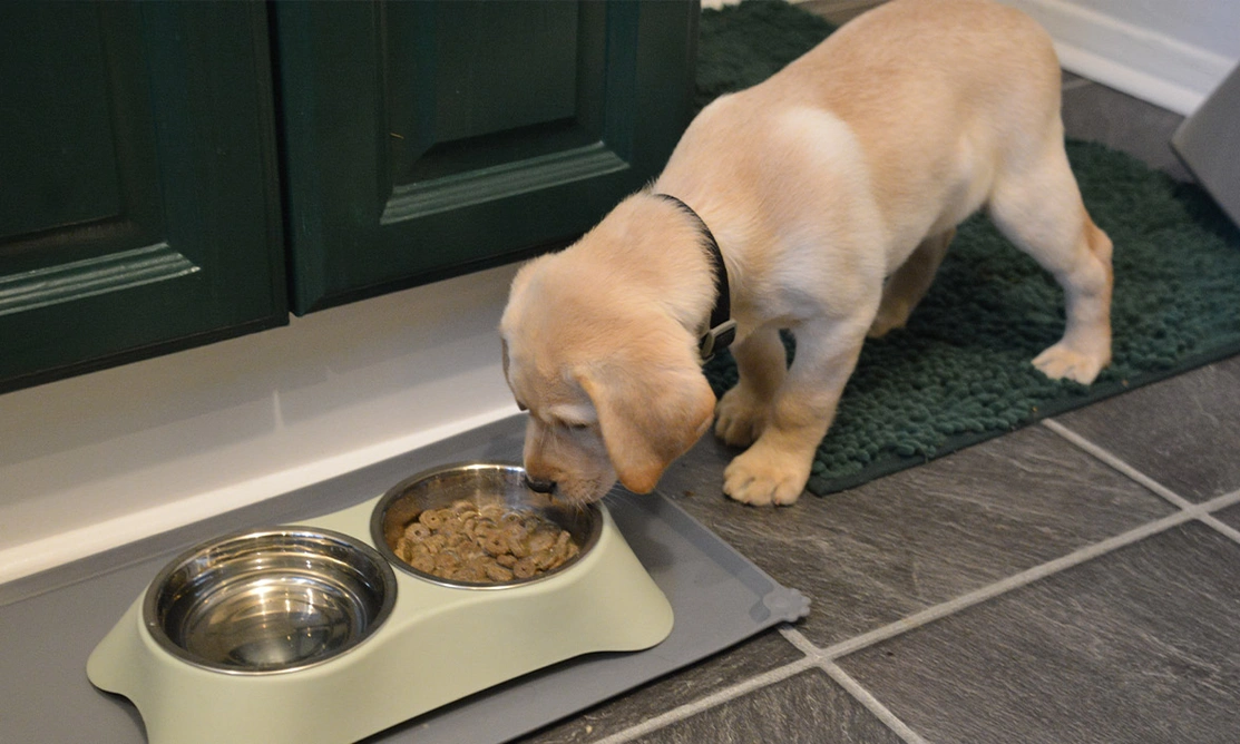 Yellow Labrador puppy eating breakfast