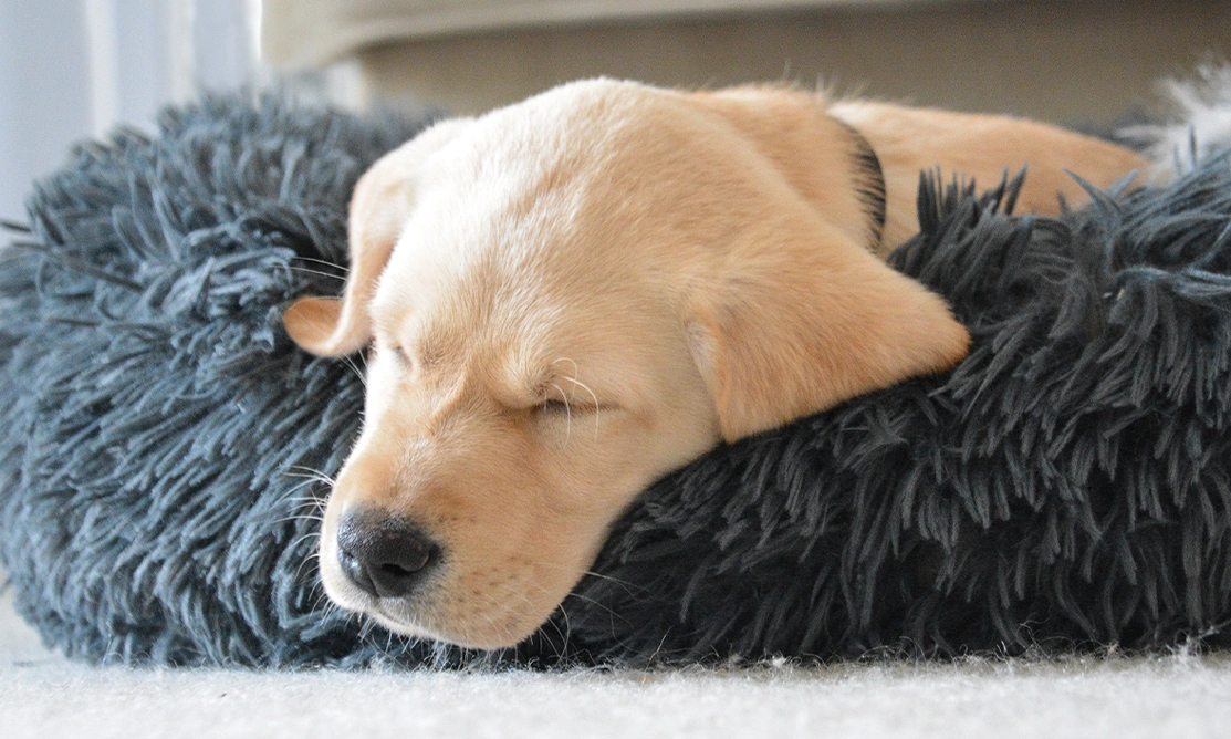 Yellow Labrador puppy sleeping