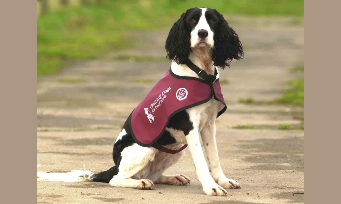 A black and white spaniel wearing a hearing dogs jacket and sat on a path outdoors