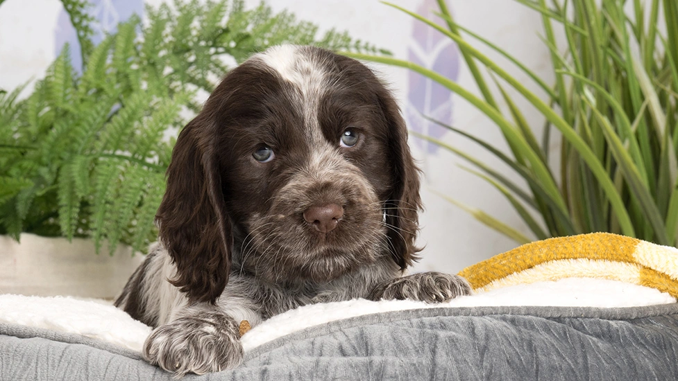 Chocolate roan spaniel puppy with paws over bed