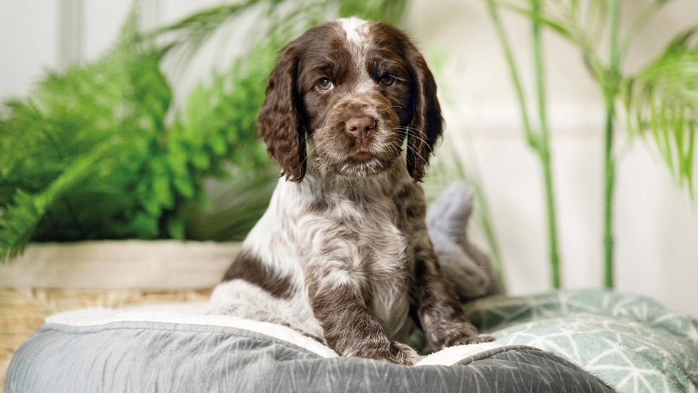 Chocolate roan spaniel puppy sitting in bed