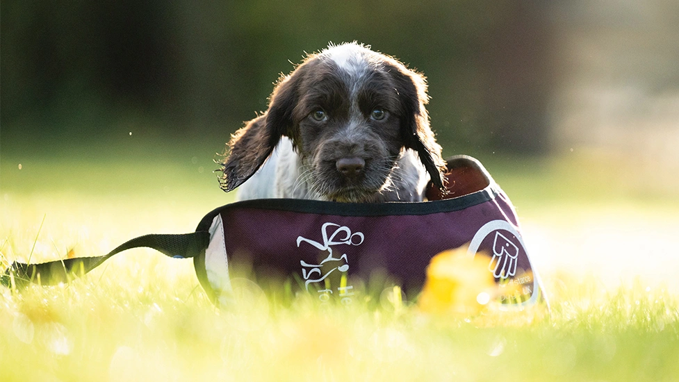 Chocolate roan spaniel puppy in oversized hearing dog jacket