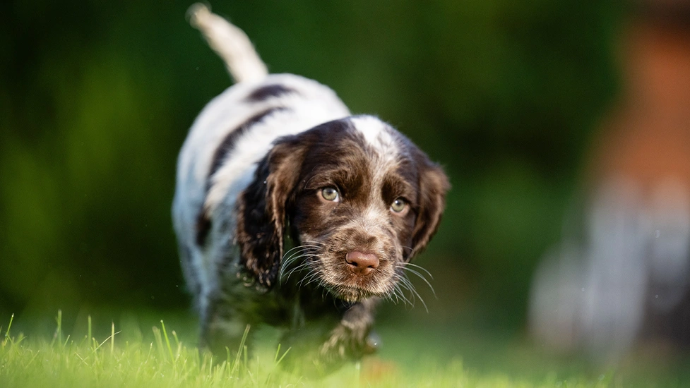 Chocolate roan spaniel puppy walking through grass with tail up