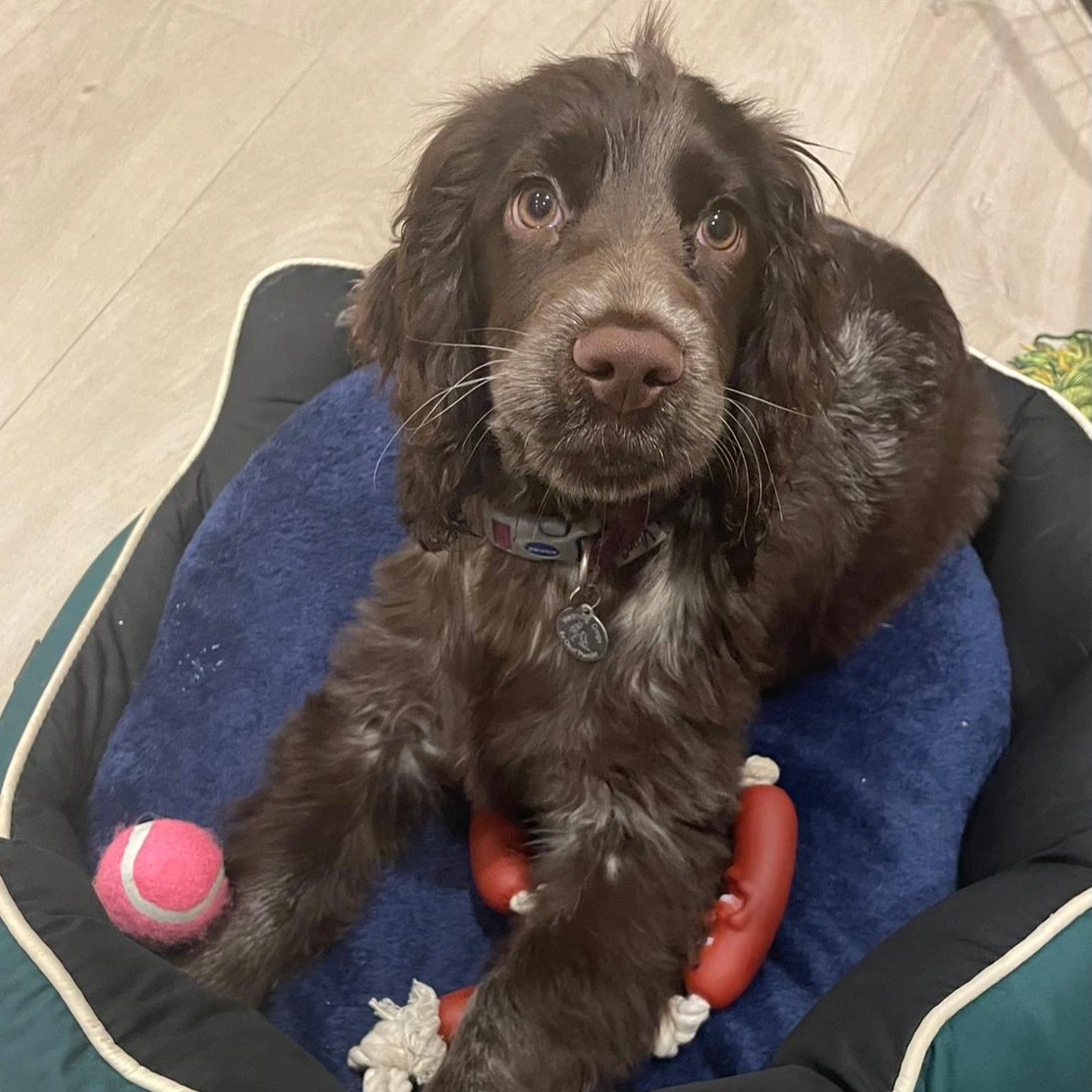 Chocolate roan spaniel laying in bed with toys