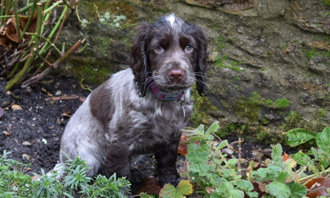 Chocolate roan spaniel puppy sitting in garden