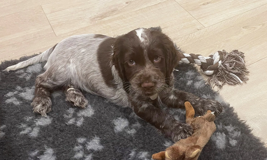 Chocolate roan spaniel puppy laying on fluffy bed with toy