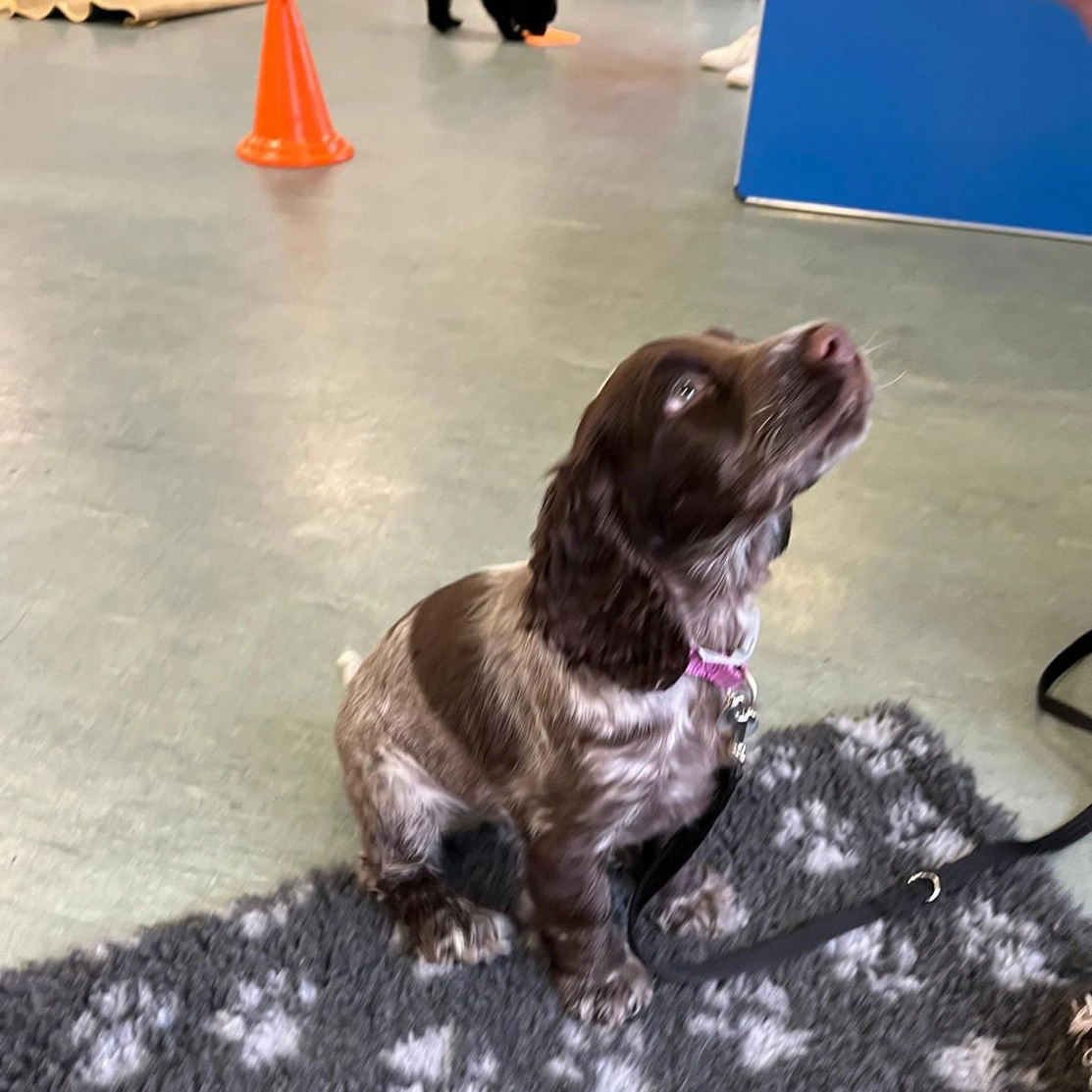 Chocolate roan spaniel puppy sitting on a matt looking up