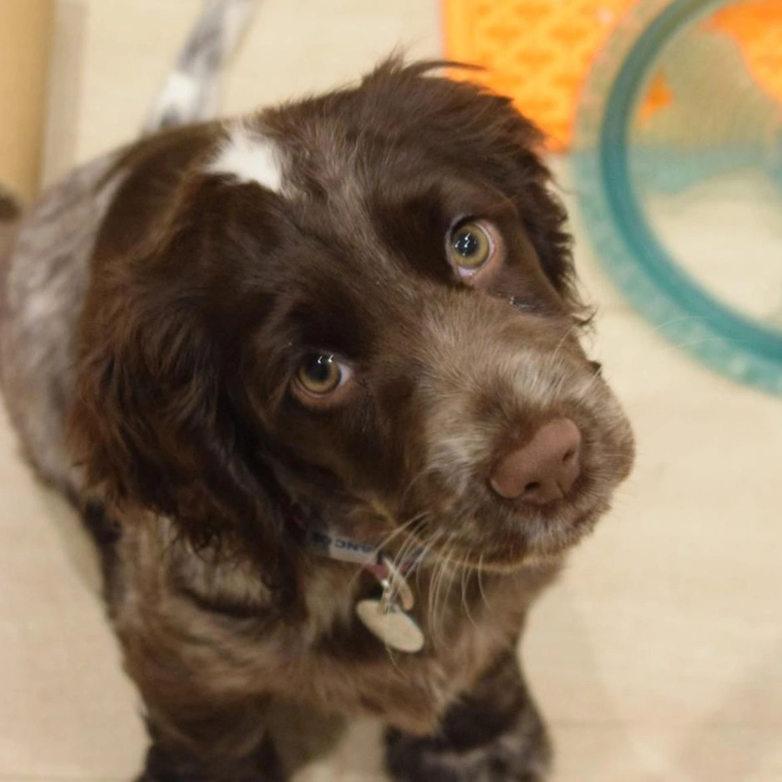 Chocolate roan spaniel looking up directly into camera