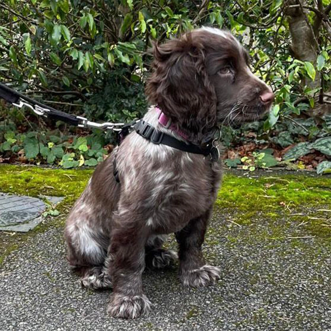 Chocolate roan spaniel sitting on pavement on lead