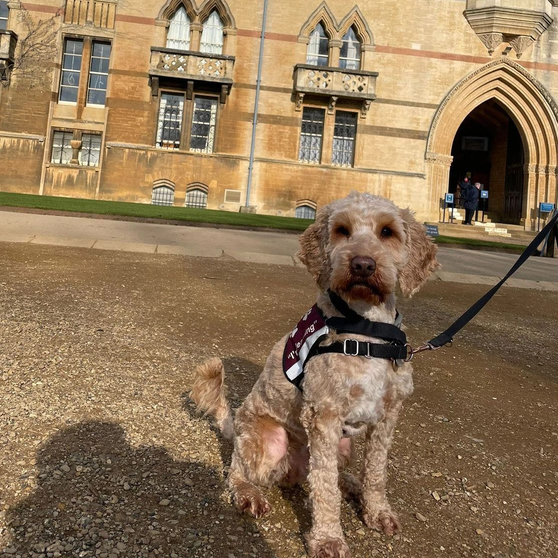 Golden Cockapoo sitting in learning jacket