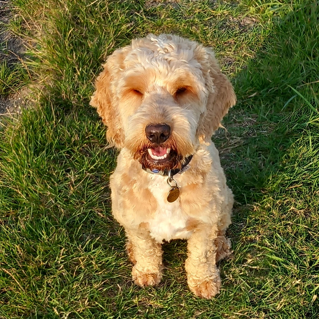 A smiley golden Cockapoo sitting in on grass in the sunshine