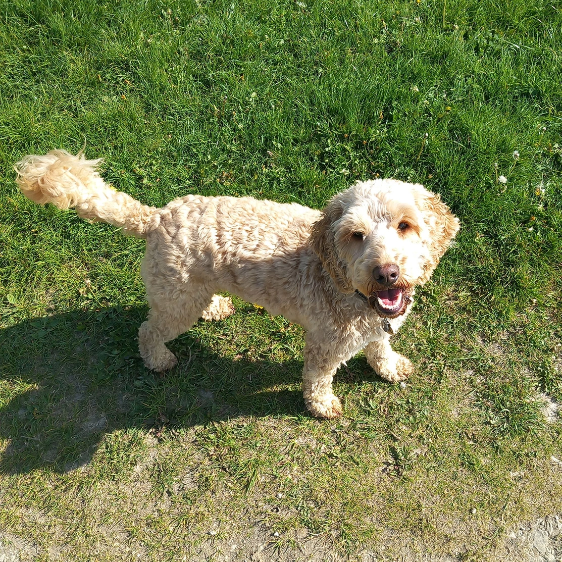 Golden Cockapoo standing in field looking up to camera