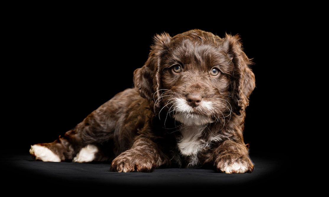 Brown and white Cockapoo puppy laying in front of black studio background