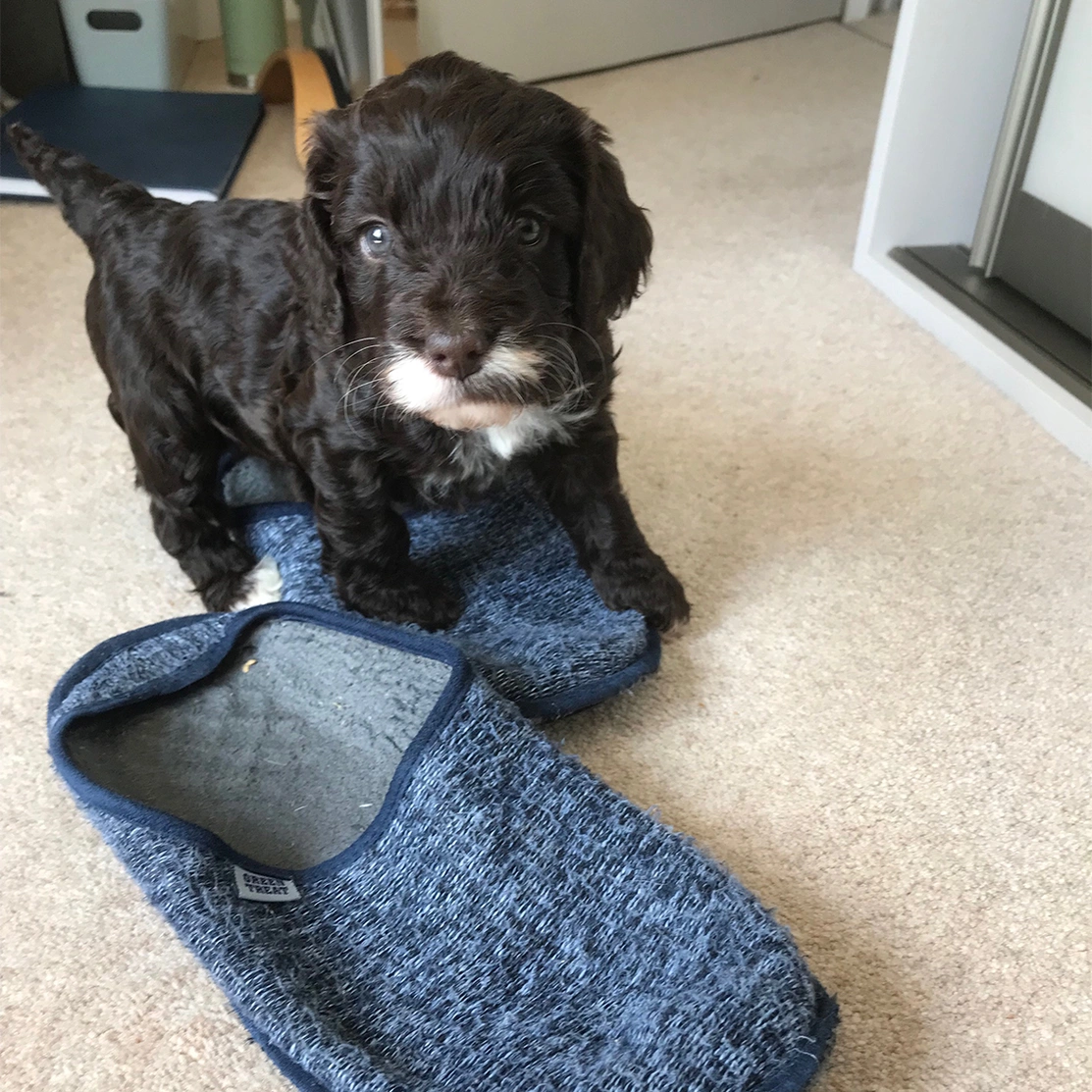 Chocolate Cockapoo puppy playing with slipper