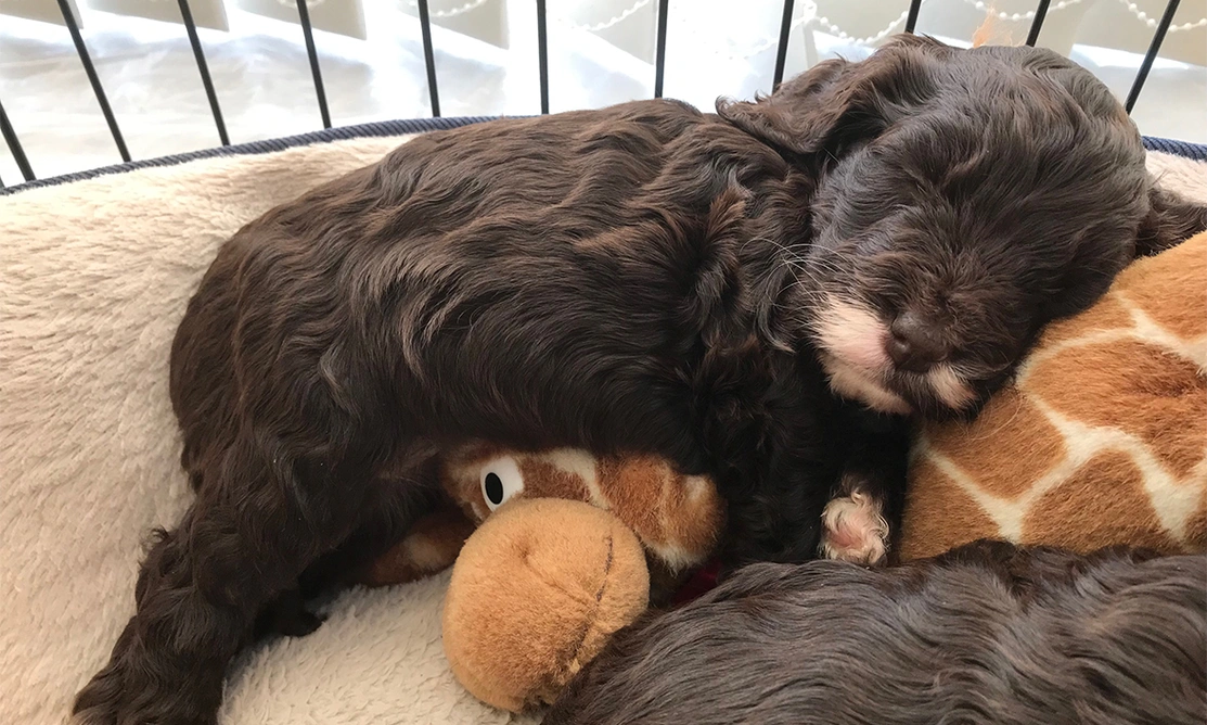 Brown Cockapoo puppy sleeping with giraffe toy