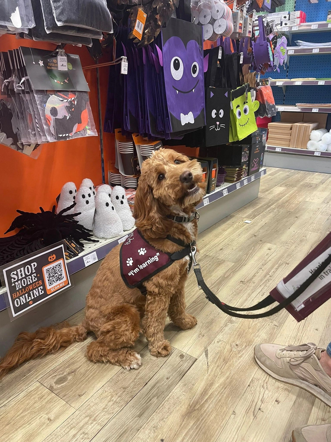 A hearing dogs with curly light brown fur is sitting on a shop floor. The background shelves are stocked with Halloween items