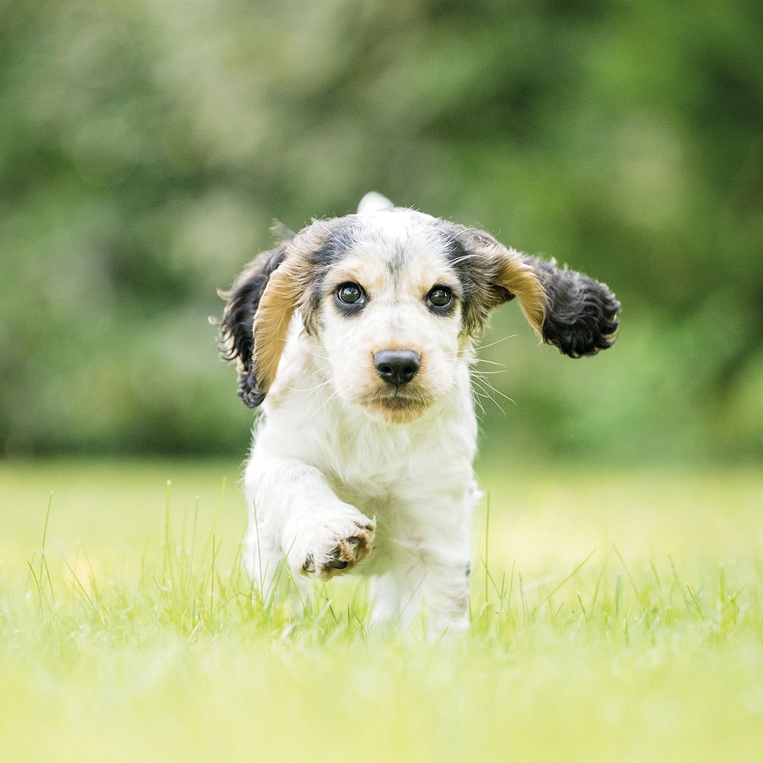 Cute sable spaniel puppy running through grass