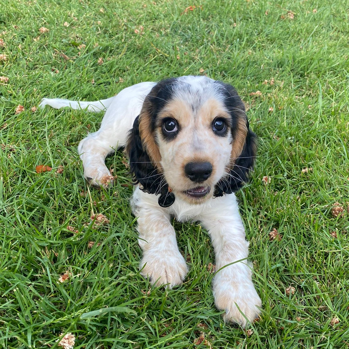 Cute sable spaniel puppy laying on grass